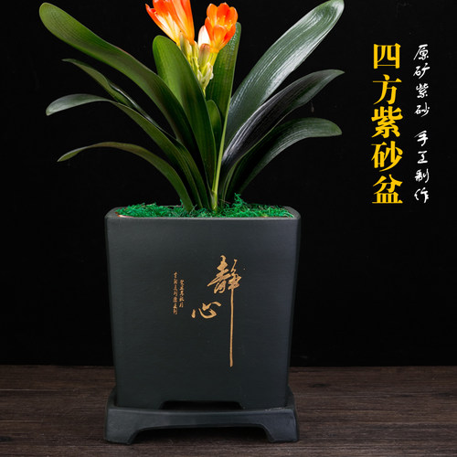 宜兴紫砂君子兰专用四方长方手工透气养根绿植桌面陶瓷盆景兰花盆 - 图1
