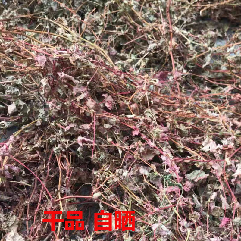 新鲜杠板归天然河白草蛇倒退蛇不过洗澡中草药材犁头刺贯叶蓼包邮 - 图0