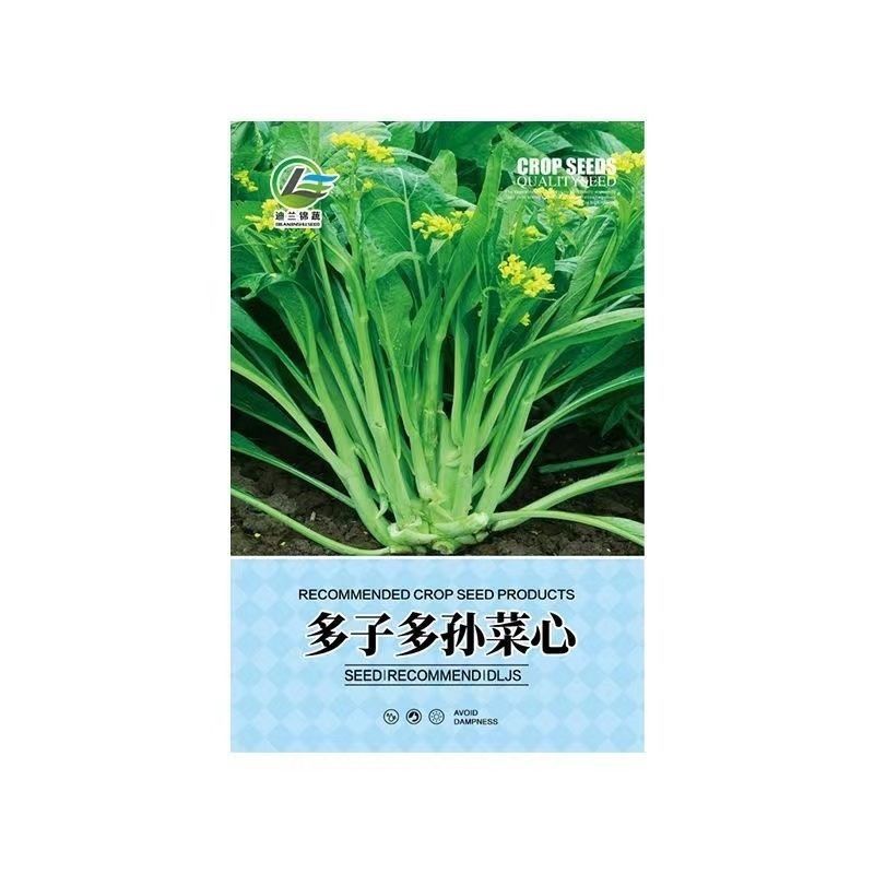 多子多福甜菜心种子耐热连州白菜心四九柳叶菜心菜苔种子大全 - 图1