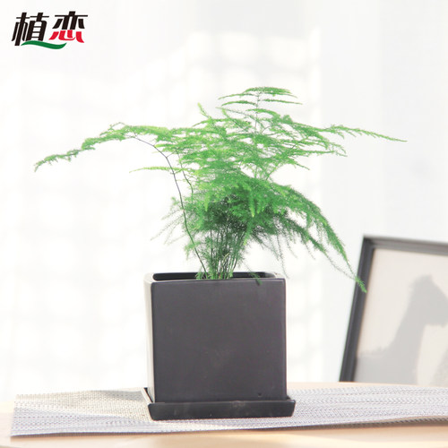 小文竹盆栽文竹盆景绿植花卉净化空气植物喜阴观叶客厅室内办公桌 - 图1