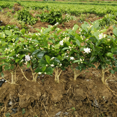 广西横县重瓣茉莉花苗白茉莉盆栽盆景四季绿植花卉老桩树桩根植物 - 图0