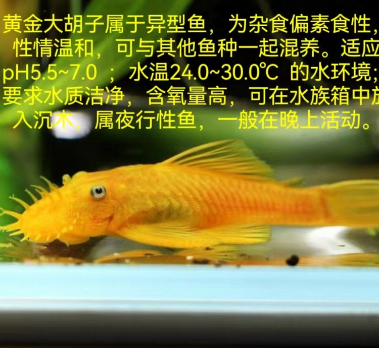 鱼 24k黄金大胡子  清道夫  性价比很高的除藻工具鱼 擦缸神器 - 图2