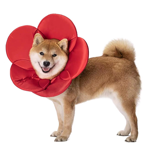 Элизабет Круг Кот Кот Большой Педань Голова сражается с борьбой