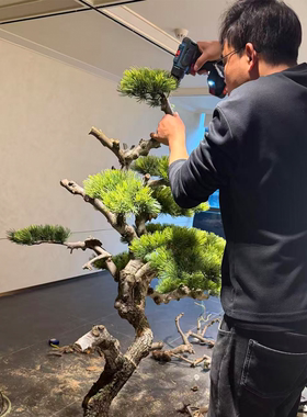 高端会所景观装饰大型落地罗汉松