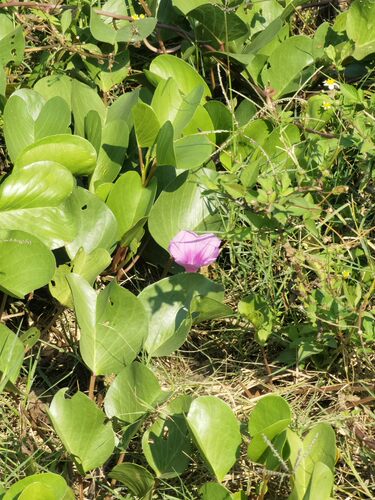 新鲜红花马鞍藤二叶红薯厚藤海风藤苗猴子藤苗500克 - 图2