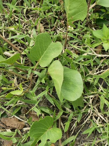 新鲜红花马鞍藤二叶红薯厚藤海风藤苗猴子藤苗500克 - 图1
