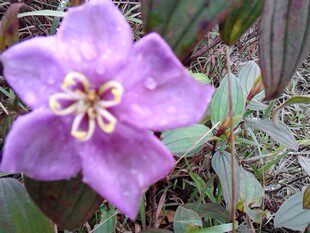 新鲜野牡丹豹牙郎木猪母草倒罐草炸腰果山石榴猪母稔高脚稔毛稔 - 图0