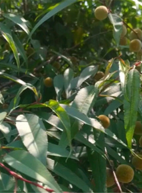 木雕原料桃木料木簪子料桃木剑练手料圆雕怀旧复古植物桃树枝木