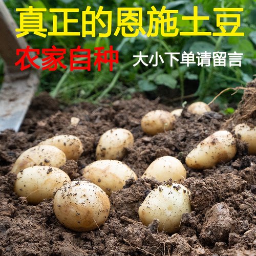 【正宗高山老品种】恩施富硒小土豆农家自种马尔科黄心洋芋马铃薯 - 图0