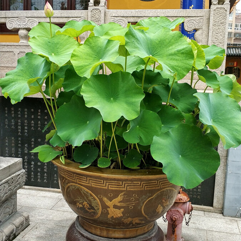 食用莲藕苗种根苗莲藕荷花种藕深浅水盆栽水养缸桶水田观赏粉脆藕 - 图3