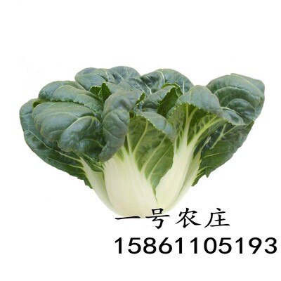 奶白菜种子小白菜青菜黑油菜春季四季蔬菜种籽秋矮脚秋播种孑冬季 虎窝淘