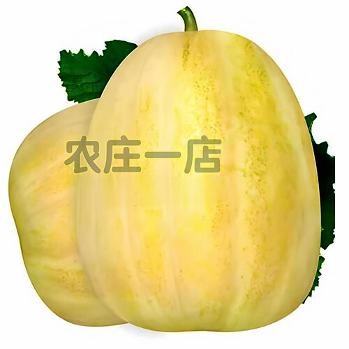 懒汉瓜王种子白色甜瓜种籽四季播农家高产甜早熟薄皮香瓜水果种孑 - 图1