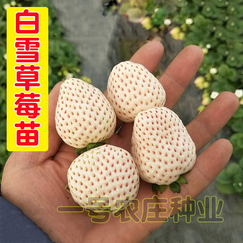 草莓种子孑四季播夏季奶油白草莓苗易种小盆栽包邮食用果树苗种籽