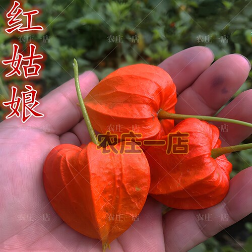 东北姑娘果灯笼果种子种籽红甜孑黄菇娘四季盆栽蔬菜阳台水果种子 - 图1