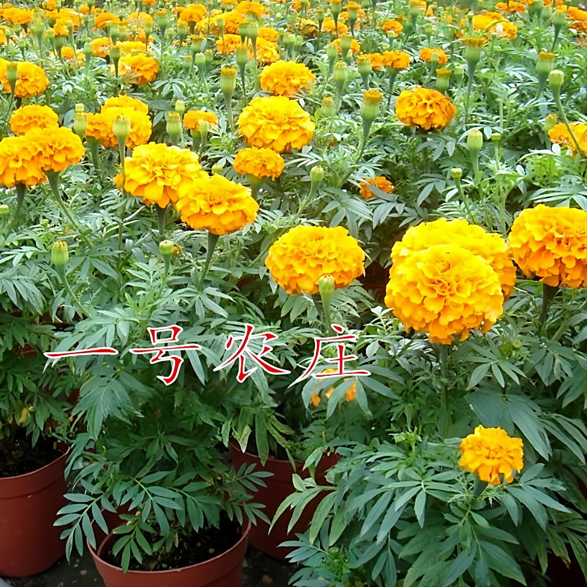 万寿菊种子菊花种子四季易活混色臭芙蓉花种籽子驱蚊盆栽观赏种籽