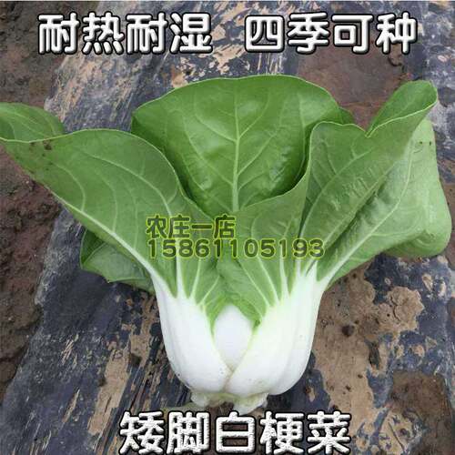 矮脚黄奶油白菜种子上海青菜种籽小白梗秋季冬天四季耐寒蔬菜种孑 - 图2