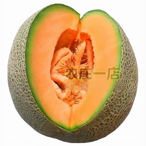 新疆网纹哈密瓜种子四季播水果哈蜜瓜甜瓜香西瓜阳台蔬菜种籽正品 - 图2
