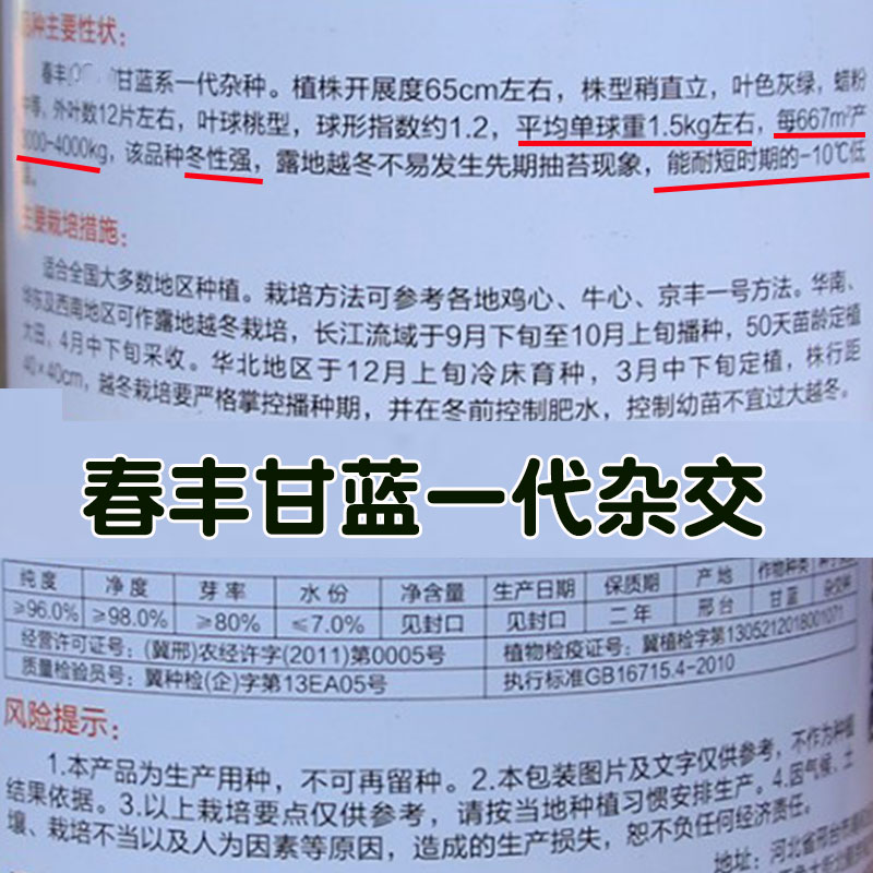 春丰甘蓝一代杂交种籽孑卷心包菜牛心甘蓝种子耐寒基地专用冬性强 - 图0