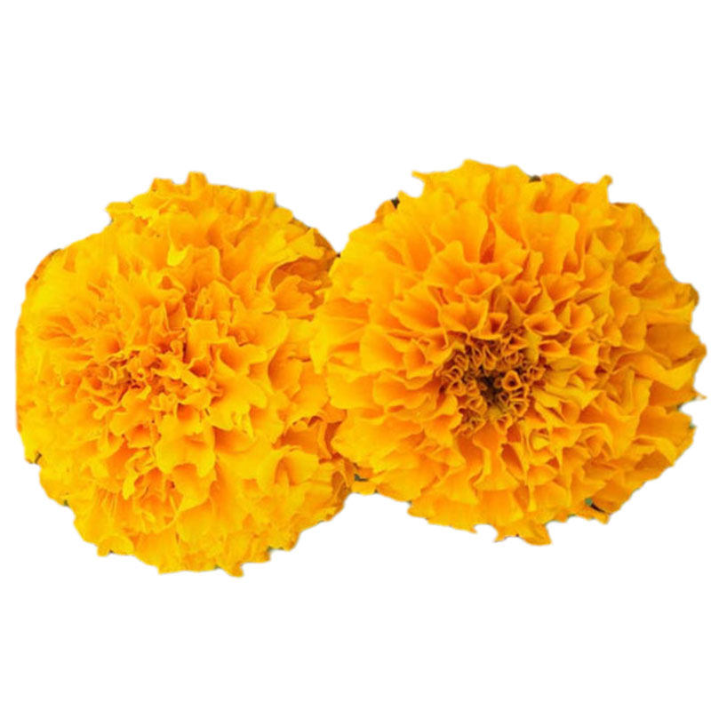万寿菊种子菊花种子四季易活混色臭芙蓉花种籽子驱蚊盆栽观赏种籽