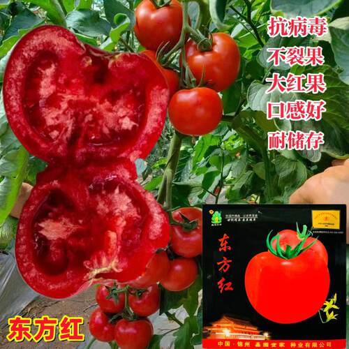 大红西红柿种籽抗裂番茄种子大果350克耐低温耐弱光强春秋季四季 - 图1