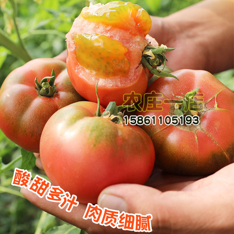 超越番茄种子草莓柿子西红柿种籽早春越冬秋延迟专用耐弱光铁皮孑 - 图0