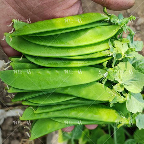 荷兰豆种子大软荚高产春秋种籽菜种孑秋冬季种植豌豆角春四季蔬菜 - 图2
