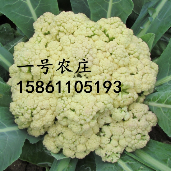 松花菜种子台湾有机花菜种籽散青梗花椰菜春秋季高产杂交蔬菜种孑 一号农庄种业 淘优券 松花菜种子台湾有机花菜种籽散青梗花椰菜春秋季高产杂交蔬菜种孑 一号农庄种业 淘优券