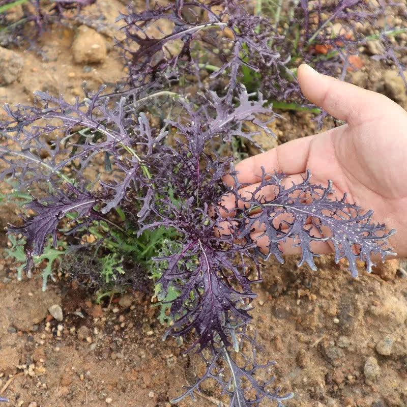 紫晶京水菜种子紫芥菜种籽孔雀菜特菜蔬菜籽四季阳台盆栽蔬菜种孑