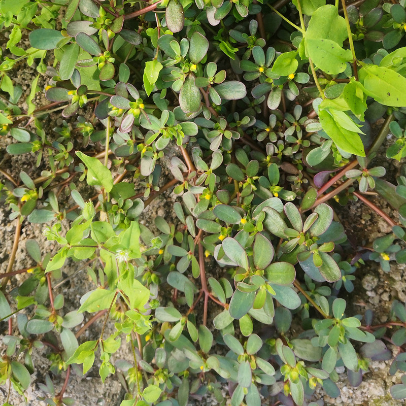 天然马齿苋新鲜马齿菜农家五行菜长命菜蚂蚁菜长寿潮汕鼠耳草500g - 图0