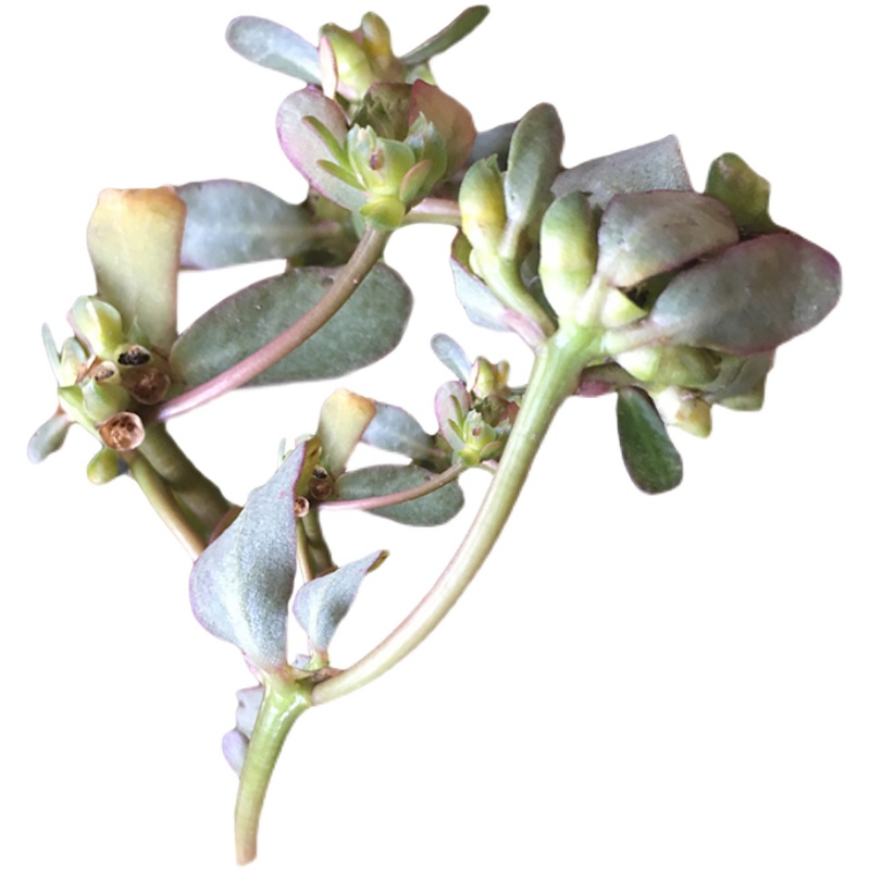 天然马齿苋新鲜马齿菜农家五行菜长命菜蚂蚁菜长寿潮汕鼠耳草500g - 图3