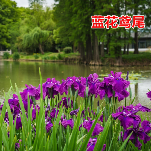 常绿鸢尾黄菖蒲黄花鸢尾蓝花水生植物四季耐寒挺水观花绿化10株 - 图2