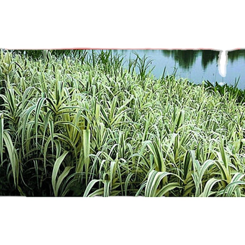 水生植物花卉 芦苇苗 芦苇根 芦竹苗 池塘造景 臭蒲香蒲蒲苇根苗 - 图3