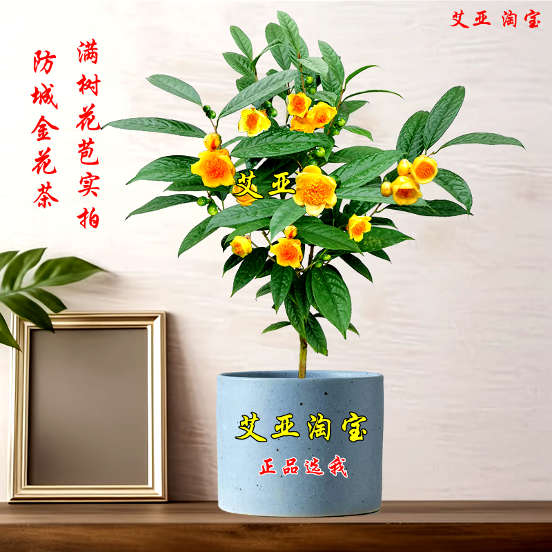 防城金花茶树苗泡茶黄遵金茶花花草室内盆栽四季阳台花卉好养