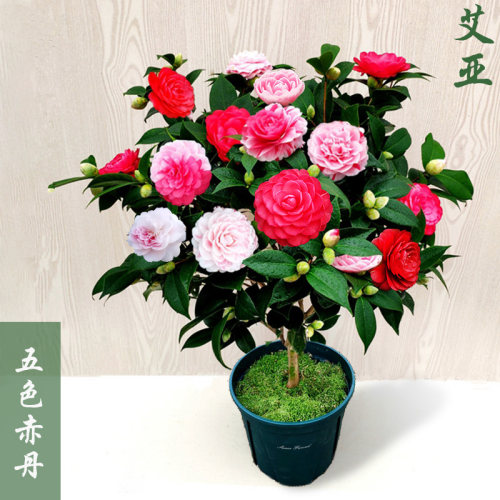 五色赤丹茶花盆栽树苗带花苞室内花卉阳台苗好养绿植四季长青精选 - 图2