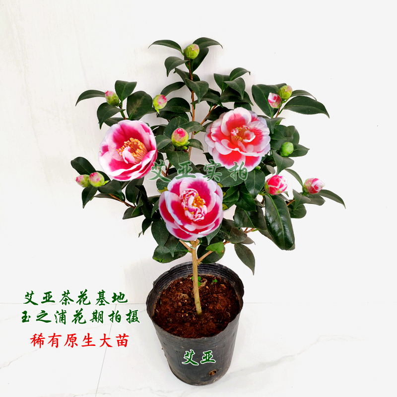 玉之浦又名友之浦茶花树苗带花苞阳台花卉庭院绿植名贵品种太阳花 - 图2