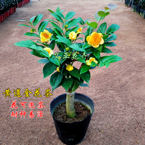 金茶花盆栽树苗室内盆栽花卉庭院老桩大棵金花茶金黄色花盆景精选 - 图2