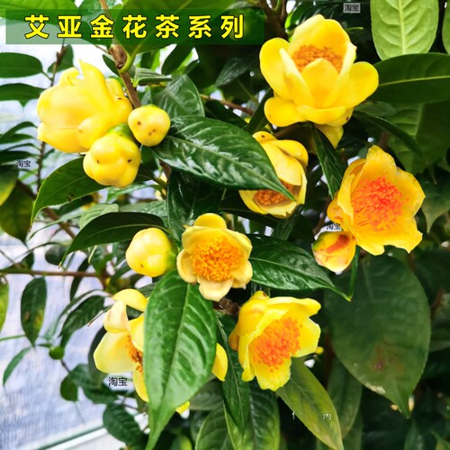 金茶花盆栽树苗室内盆栽花卉庭院老桩大棵金花茶金黄色花盆景精选 - 图1