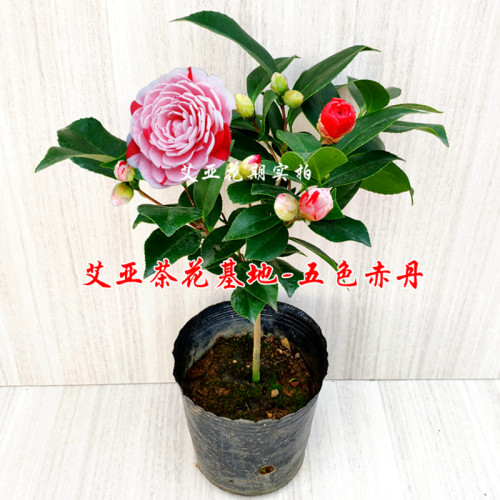 五色赤丹茶花盆栽树苗带花苞室内花卉阳台苗好养绿植四季长青精选 - 图0