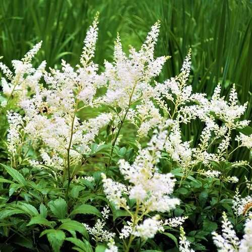 进口落新妇大苗盆栽耐阴耐寒植物庭院室外络新妇花苗阴生花镜绿植 - 图2