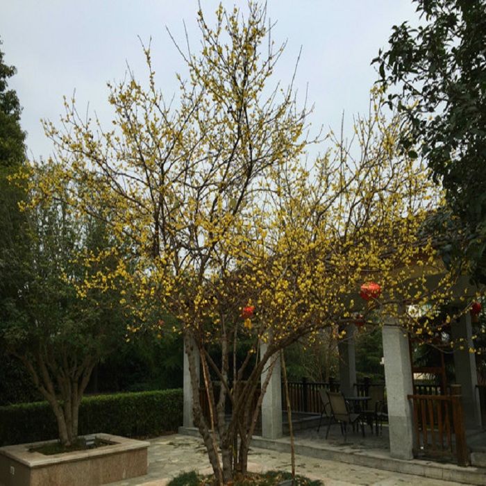 腊梅花树苗庭院耐寒四季种植原生棒棒糖浓香嫁接素心腊梅小苗盆栽-图1