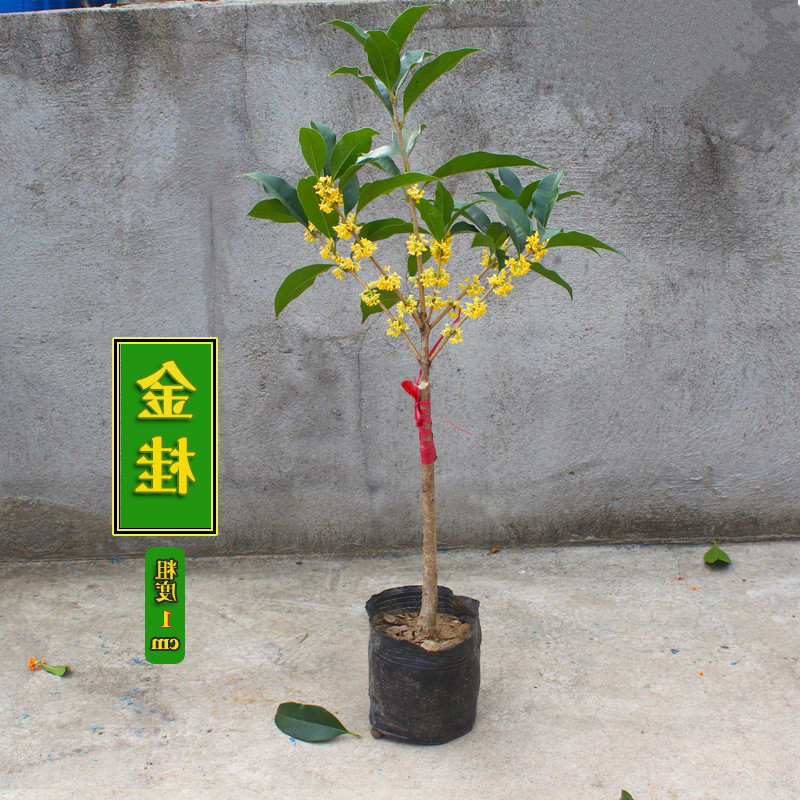 四季桂花苗金桂花苗日香桂花苗 桂花树苗丹桂红桂花 盆栽庭院种植 - 图3