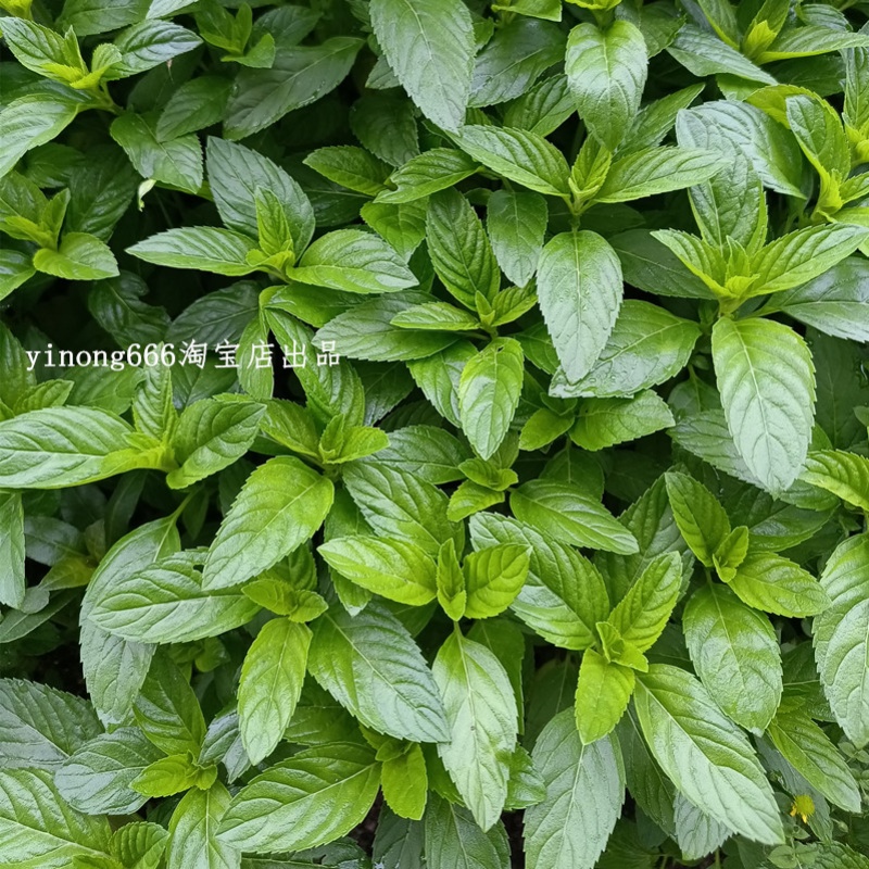 正宗野生药用清凉土薄荷苗盆栽口感清凉可食用驱蚊效果好非留兰香 - 图1