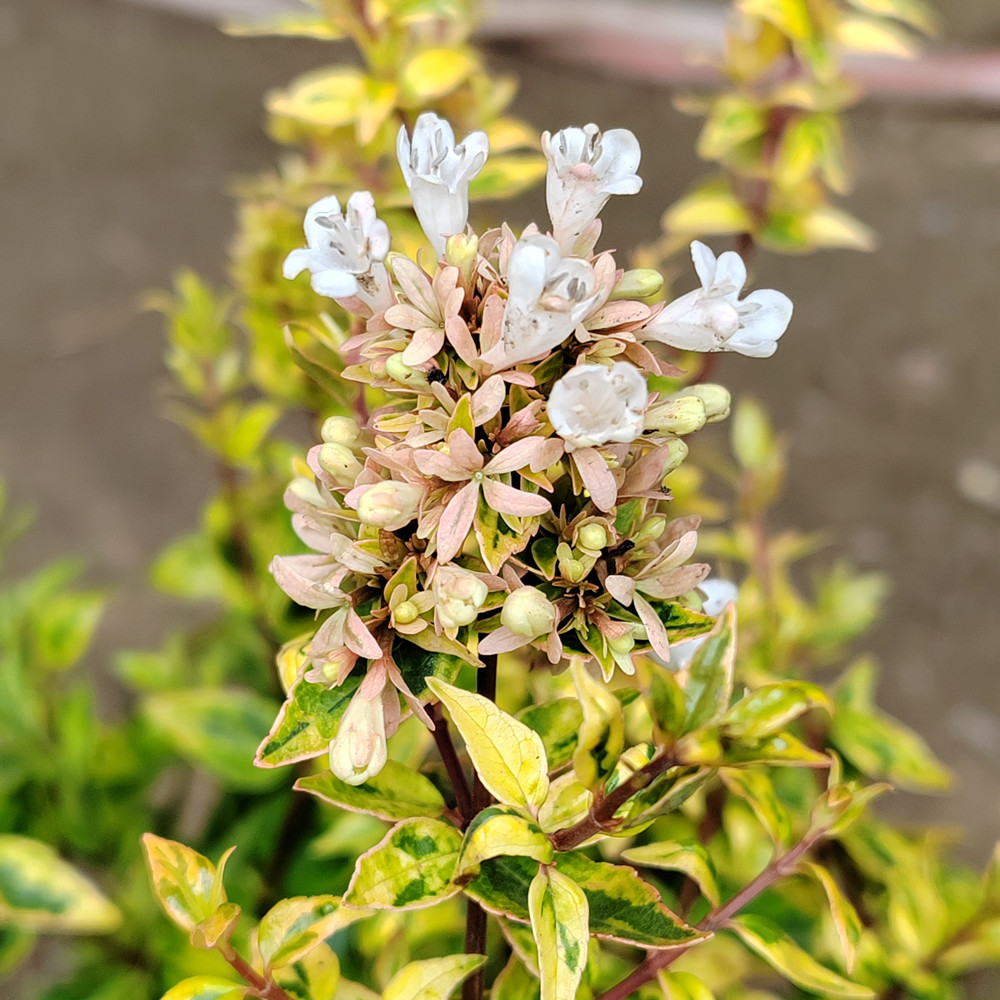 万花筒金叶六道木降龙木庭院阳台耐寒苗木花卉2加仑大盆整盆发货-图1