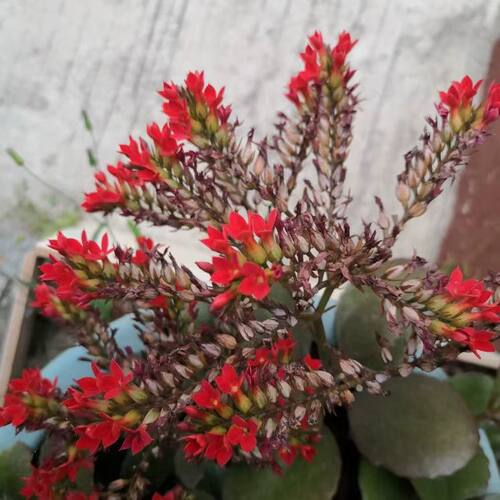 凤尾长寿花红色宫廷凤尾长寿花成品苗凤尾锦花期长会甩尾阳台茶几 - 图1