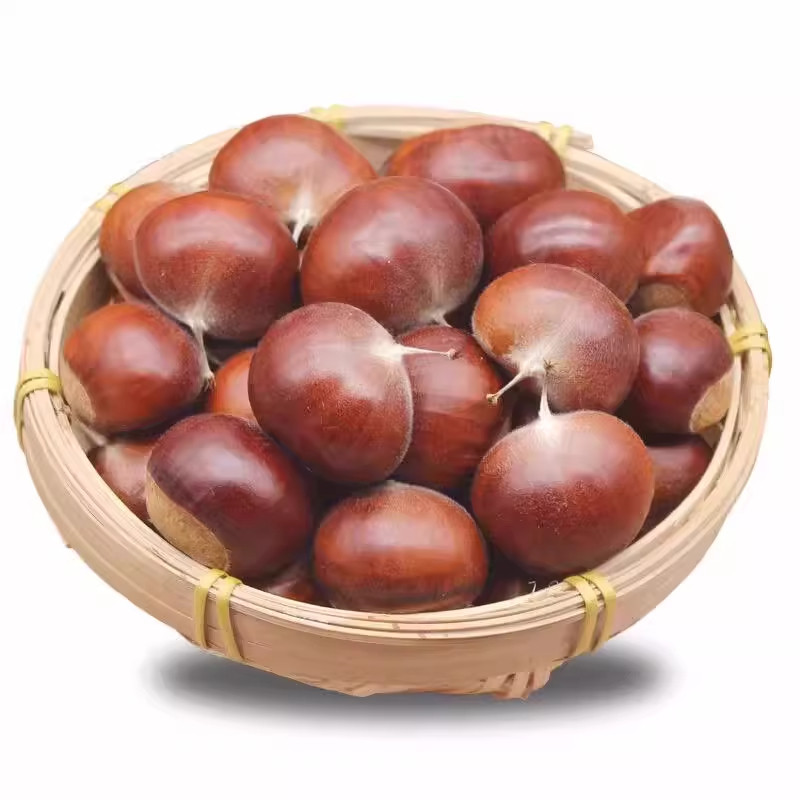 板栗生新鲜栗子鲜菜板栗生栗子辽宁丹东板栗批发野生生鲜板栗栗子,淘宝优惠券,粉丝福利购,淘宝优惠卷