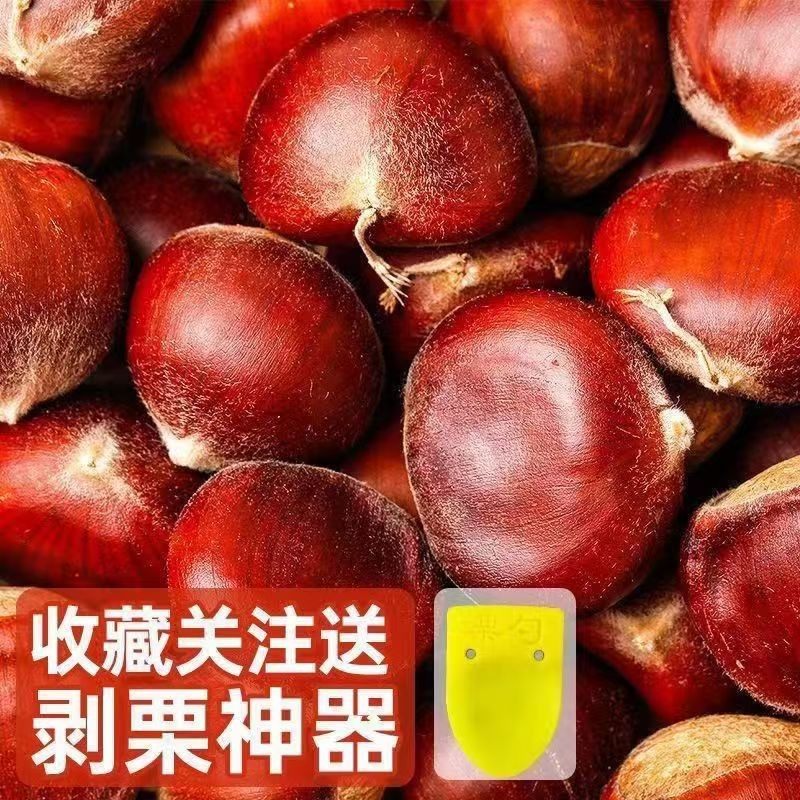 板栗生新鲜鲜菜板栗辽宁丹东应季生板栗板粟栗子5斤现摘栗子板栗,淘宝优惠券,粉丝福利购,淘宝优惠卷