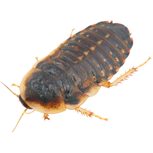 无菌活体杜比亚蟑螂爬虫鬃狮蜥守宫乌龟角蛙异宠物鳄龟活饵料饲料 - 图3