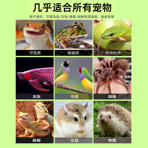 无菌活体杜比亚蟑螂爬虫鬃狮蜥守宫乌龟角蛙异宠物鳄龟活饵料饲料 - 图2