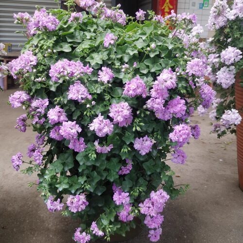 垂吊天竺葵重瓣花苗多季节开花阳台盆栽植物龙卷风杰克漫天黑玫瑰 - 图1