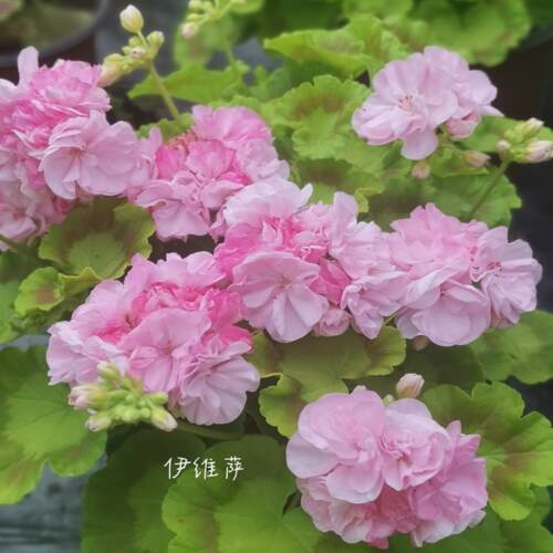 天竺葵花苗盆栽重瓣四季新品带花苞发货大山宫兽系直立天合集2 - 图0